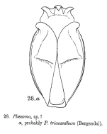 Ploesoma triacantha