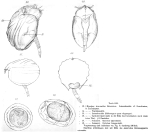 Ploesoma triacantha