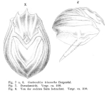 Ploesoma triacantha