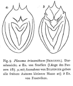 Ploesoma triacantha