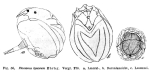 Ploesoma triacantha