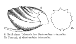 Ploesoma triacantha