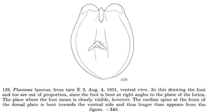Ploesoma triacantha Ploesoma triacantha