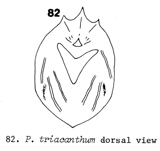 Ploesoma triacantha Ploesoma triacantha