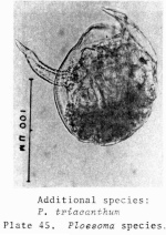 Ploesoma triacantha