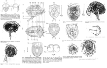 Ploesoma truncatum