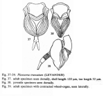 Ploesoma truncatum