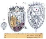 Ploesoma truncatum