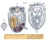 Ploesoma truncatum