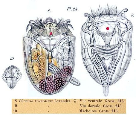 Ploesoma truncatum Ploesoma truncatum