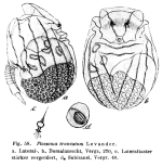 Ploesoma truncatum