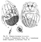 Ploesoma truncatum