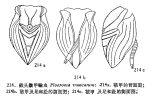 Ploesoma truncatum