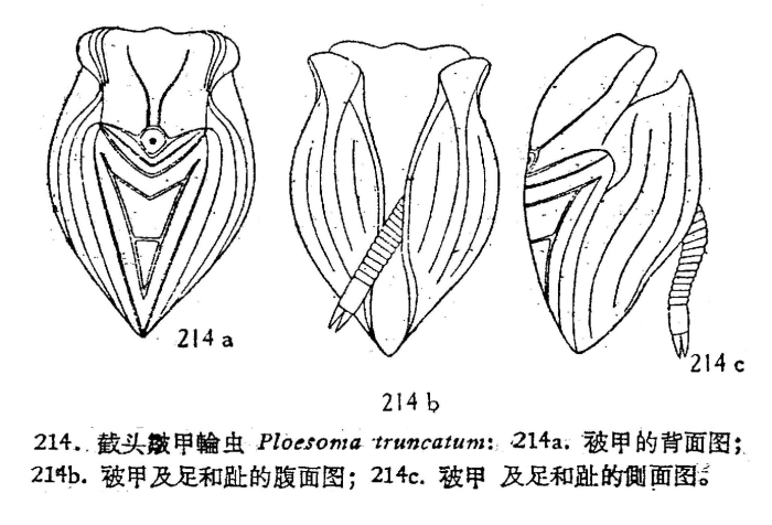Ploesoma truncatum Ploesoma truncatum
