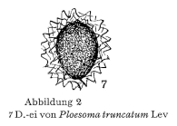 Ploesoma truncatum