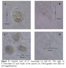 Ploesoma truncatum