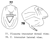 Ploesoma truncatum