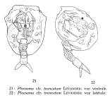 Ploesoma truncatum