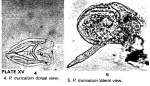 Ploesoma truncatum
