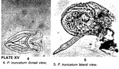 Ploesoma truncatum