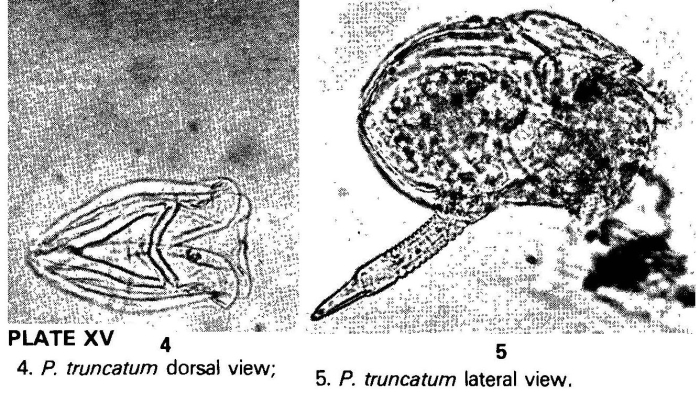 Ploesoma truncatum Ploesoma truncatum