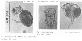Ploesoma truncatum