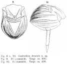 Ploesoma truncatum