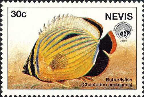 Chaetodon austriacus Chaetodon austriacus
