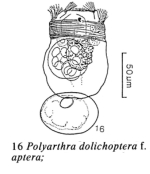 Polyarthra aptera