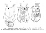 Polyarthra aptera