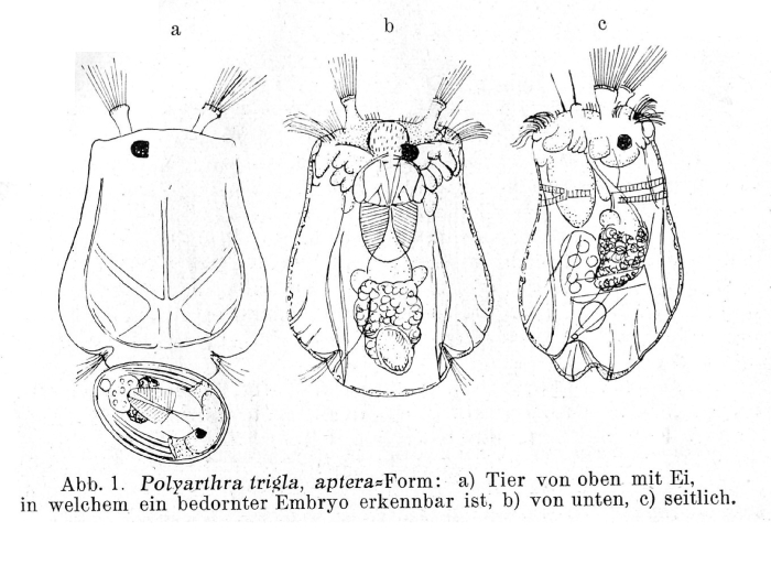 Polyarthra aptera Polyarthra aptera