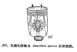 Polyarthra aptera