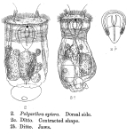 Polyarthra aptera - Original description image