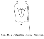 Polyarthra bicerca