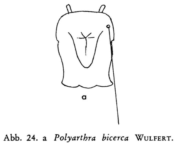 Polyarthra bicerca Polyarthra bicerca