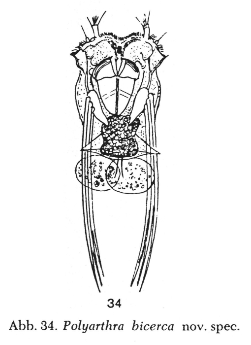 Polyarthra bicerca - Original description image