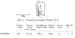 Polyarthra dissimulans