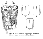 Polyarthra dissimulans