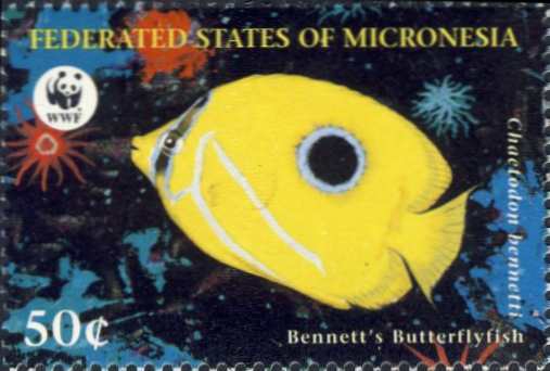 Chaetodon bennetti Chaetodon bennetti