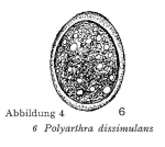 Polyarthra dissimulans