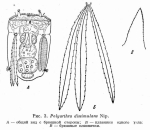 Polyarthra dissimulans