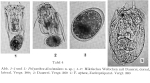 Polyarthra dissimulans