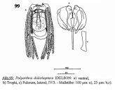 Polyarthra dolichoptera