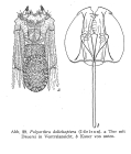 Polyarthra dolichoptera