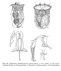 Polyarthra dolichoptera