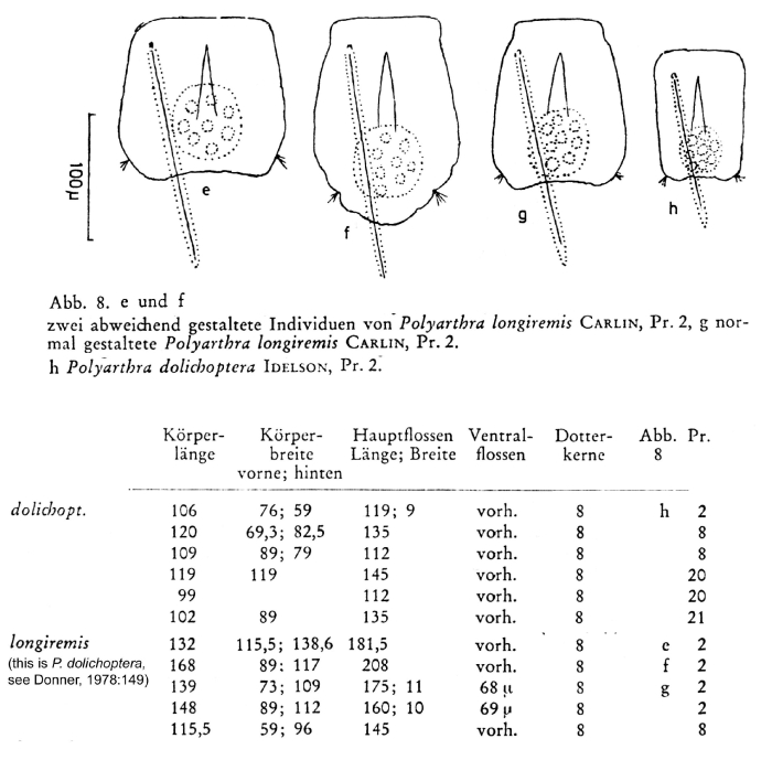 Polyarthra dolichoptera Polyarthra dolichoptera
