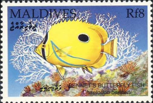 Chaetodon bennetti Chaetodon bennetti
