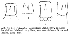 Polyarthra dolichoptera