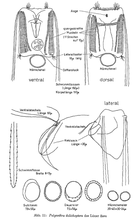 Polyarthra dolichoptera Polyarthra dolichoptera