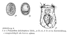 Polyarthra dolichoptera